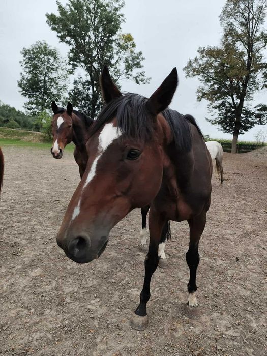 Grzeczny, bomboodporny wałach w prywatne ręce/ zamienię