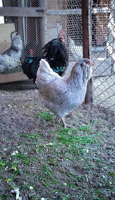 Инкубационное яйцо Амераукана.