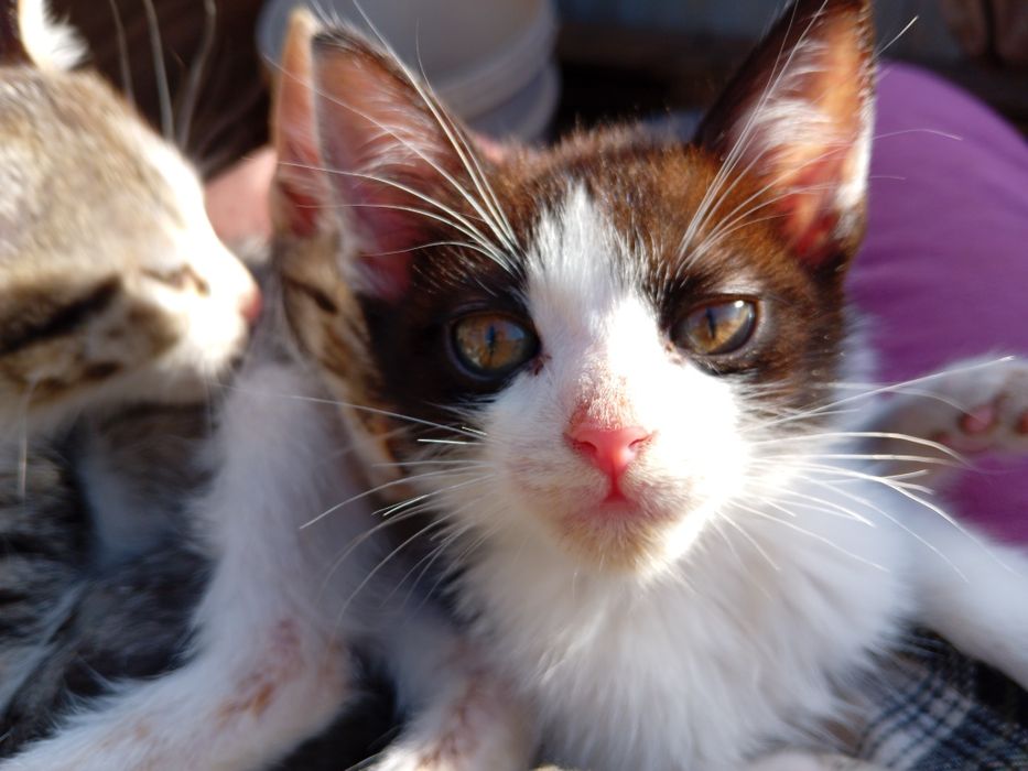 4 gatos para adoção