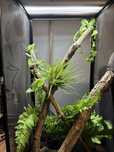 Terrarium dla kameleona