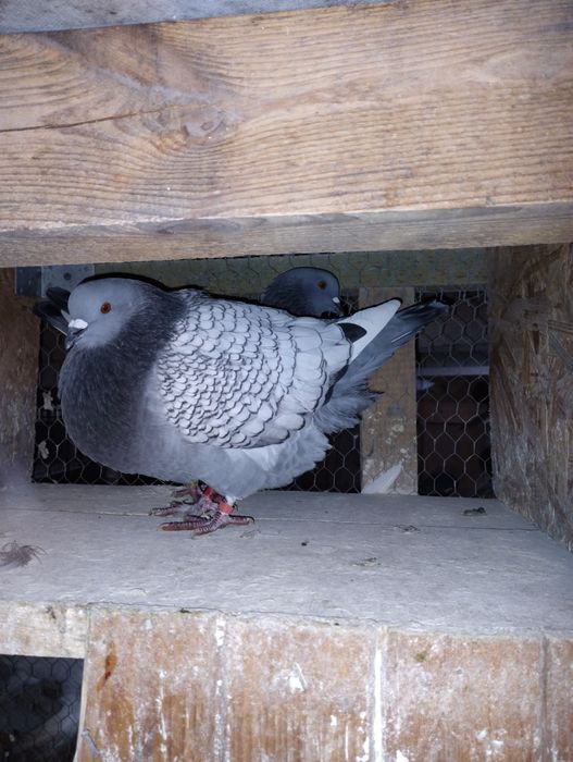 Krymka polska ryś polski zamojskie