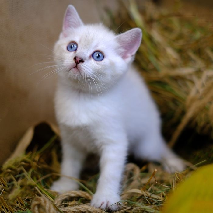 Котики британської короткошерстної