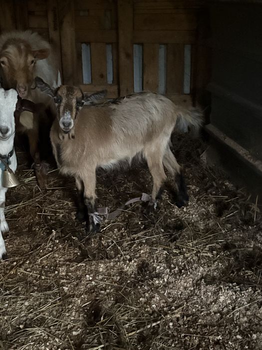 Vendo cabritas novas