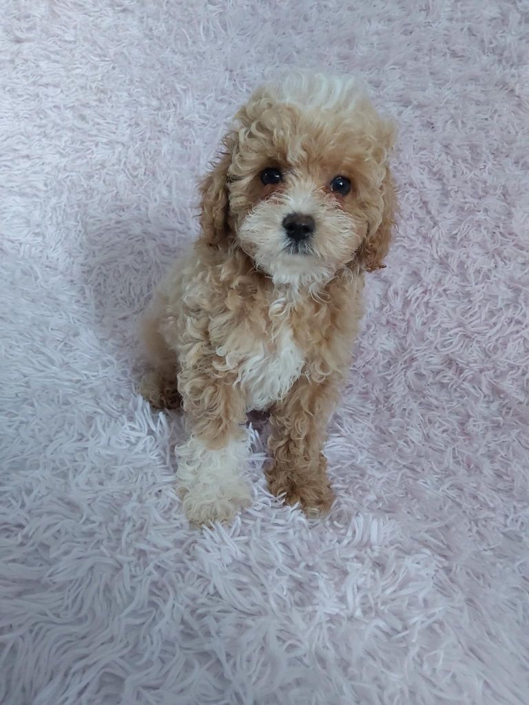 Maltipoo F1b chłopczyk