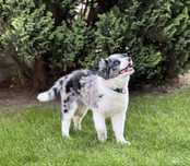 Border Collie - blue merle szczeniak piesek FIGO