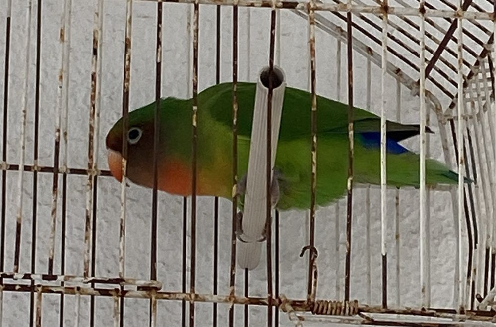 Vendo agapornis fisher