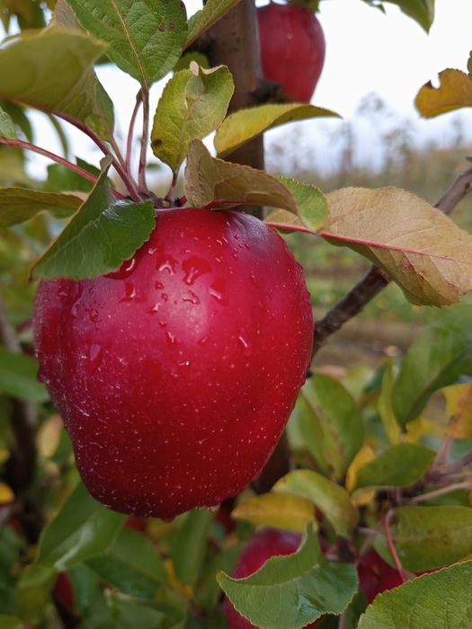 Wysyłka gloster 10kg jabłko owoce