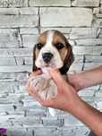 Beagle  szczeniak piesek FCI Zkwp badania genetyczne