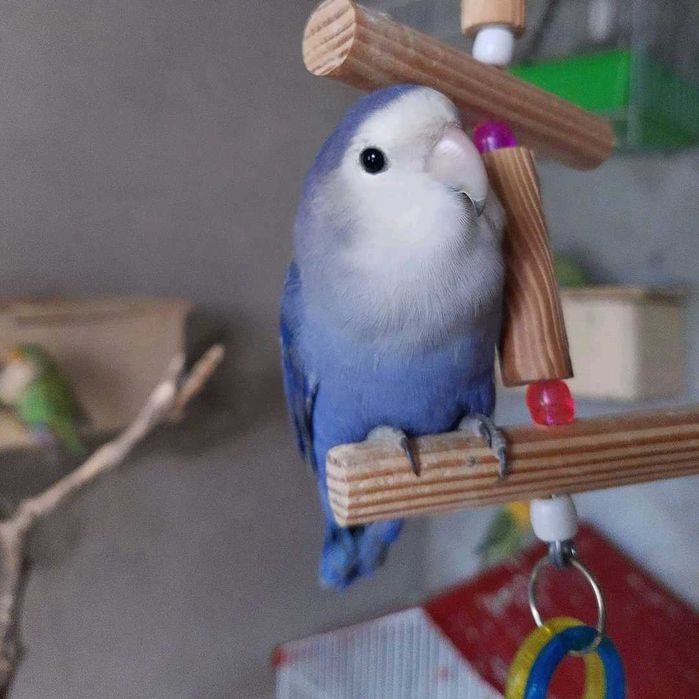 Roseicollis /Agraponis (Domésticados)