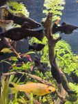 Piękna Molinezja czarna Black Molly za  5 szt. zdrowe 2-3cm