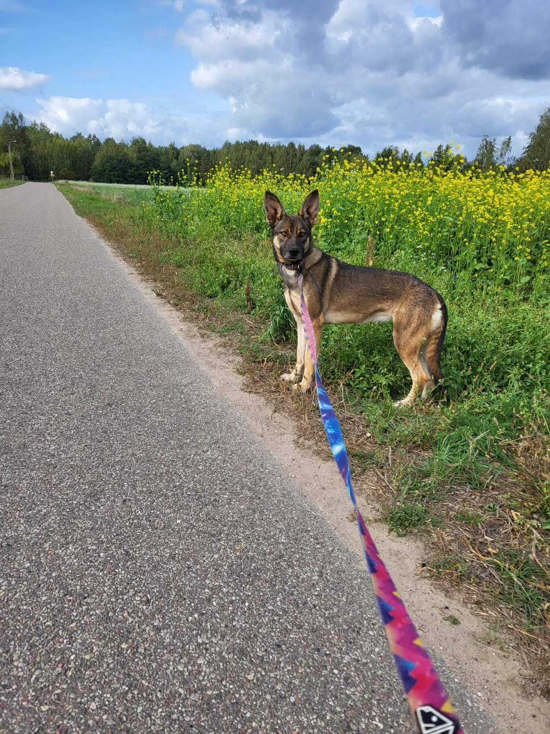 Młoda sunia w typie malinoisa szuka domu