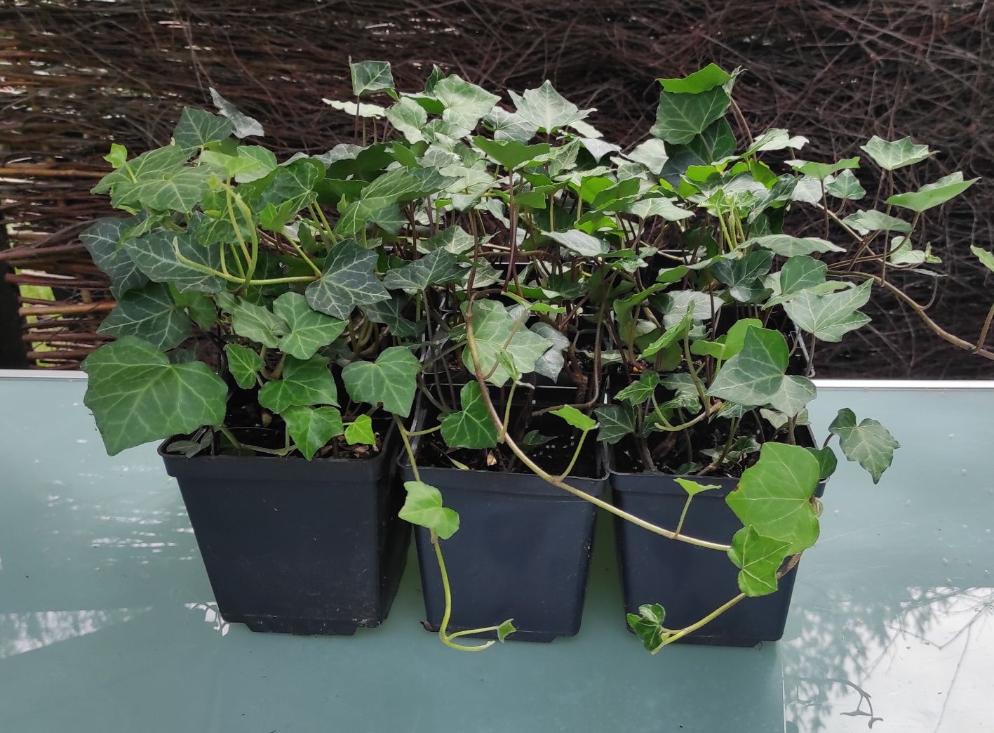 Bluszcz Hedera Helix donica 2 litry