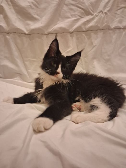 Gotowy do odbioru Kocur Maine Coon z rodowodem FPL