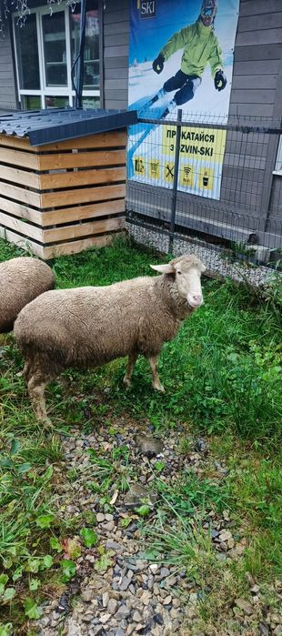 Вівці мясомолочного напрямку.