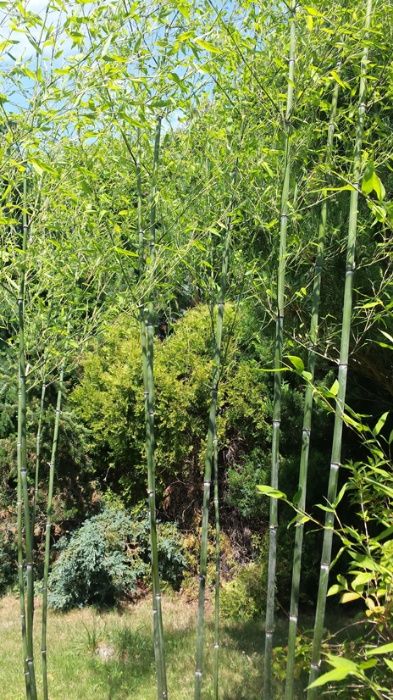 Bambus drzewiasty Phyllostachys Nuda