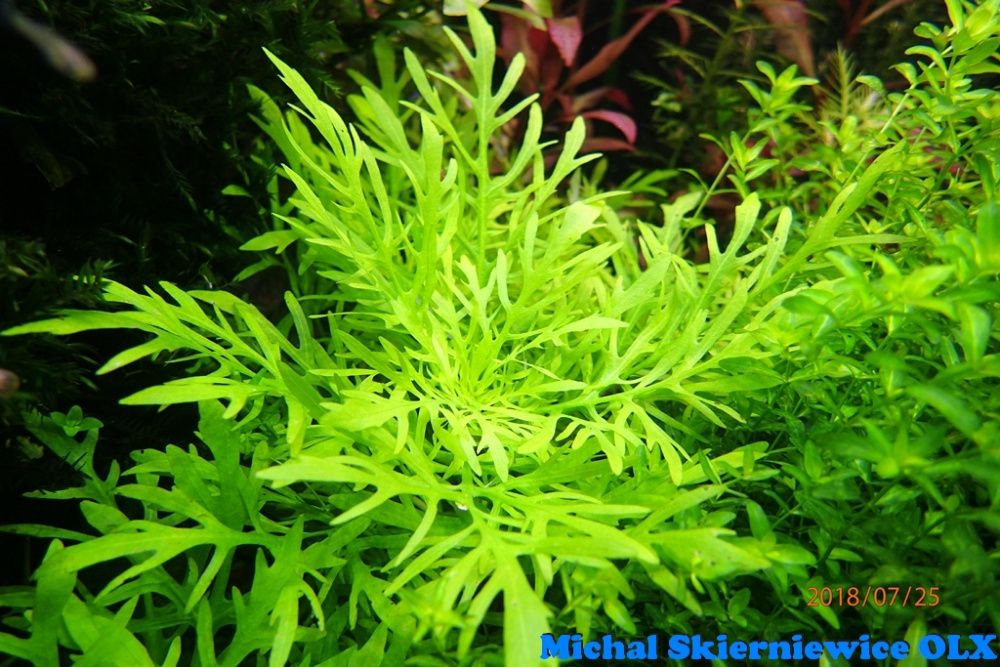 Hygrophila Difformis Skierniewice