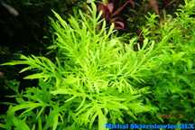 Hygrophila Difformis Skierniewice