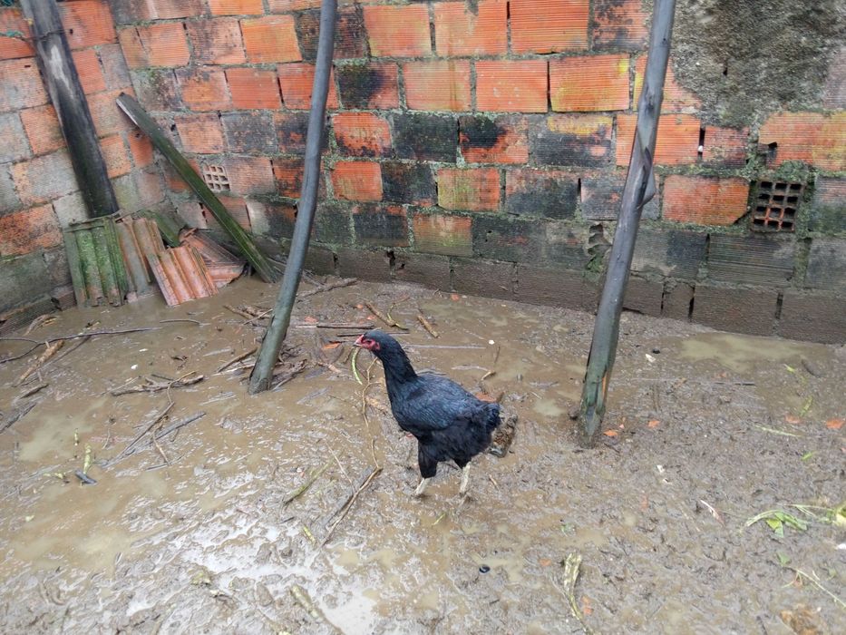 Vendo casal de galinhas