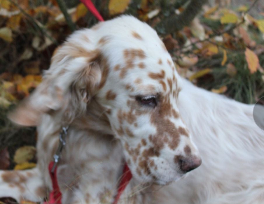 Seter angielski-samiec rezerwacja