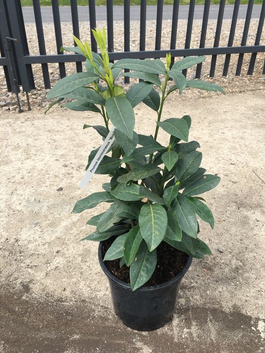 Laurowiśnia Prunus laurocerasus Novita