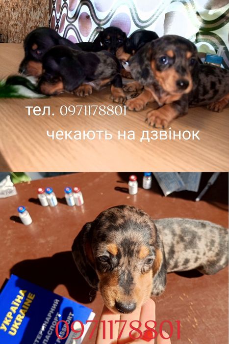 Мраморна дівчинка - Таксочка. Власник відгукнись