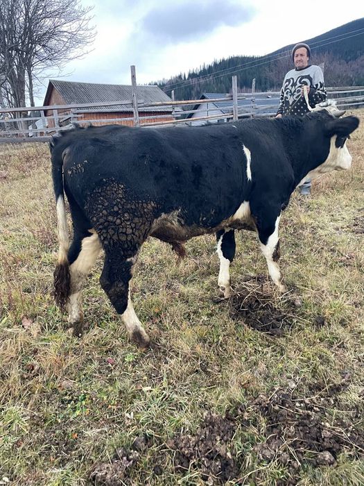 Продається молодий Бичок