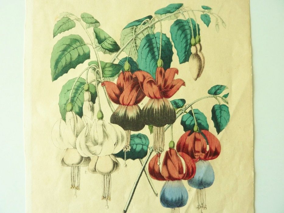 Gravura com Flores abertas 1857