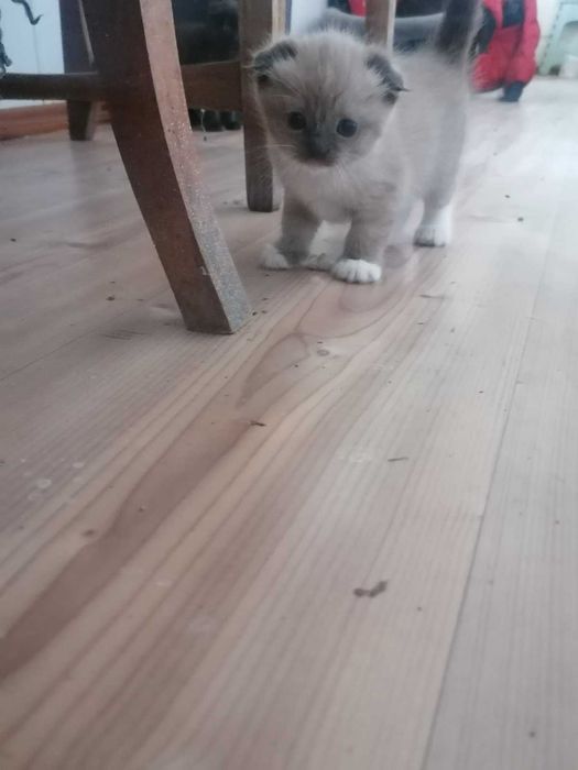 Котята вислоухие