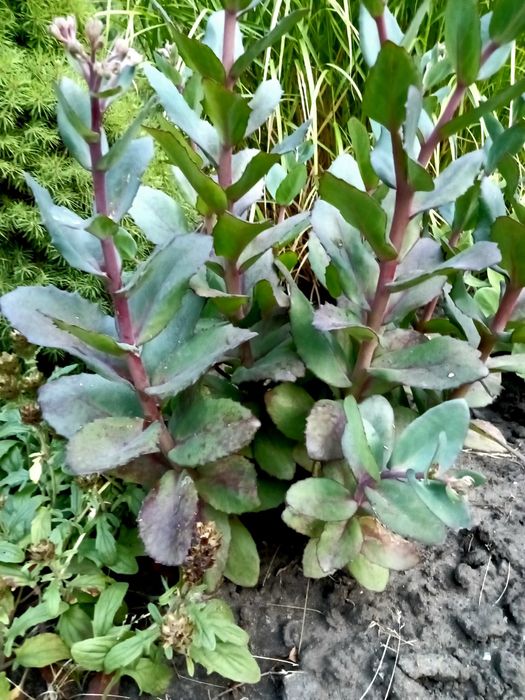 Продам очиток видный