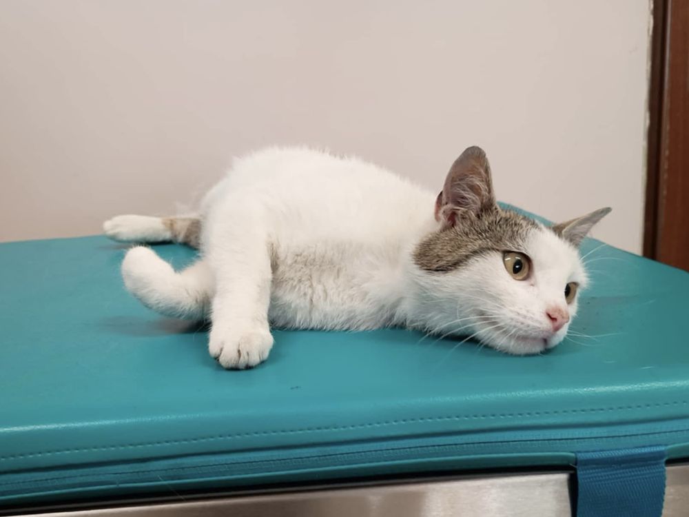 Silver (FeLV+) - mały, młody kot, kociak, kocurek do adopcji za darmo
