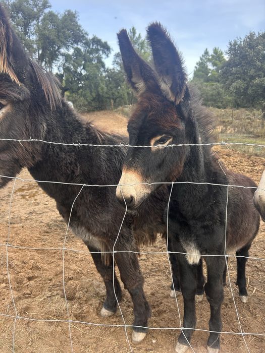 Burro jovem 6 meses – muito meigo