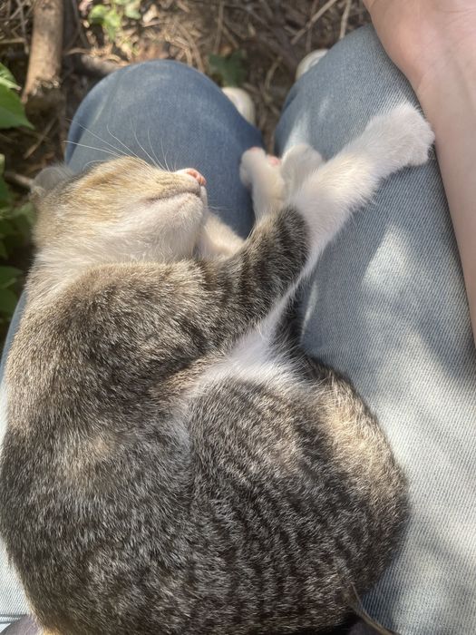 Маленька дівчинка, кошеня.