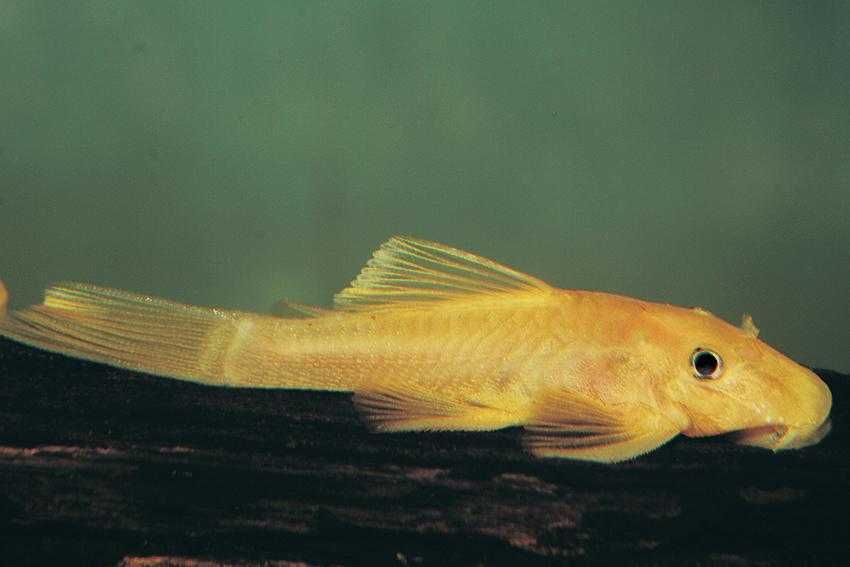 glonojady zbrojniki złote