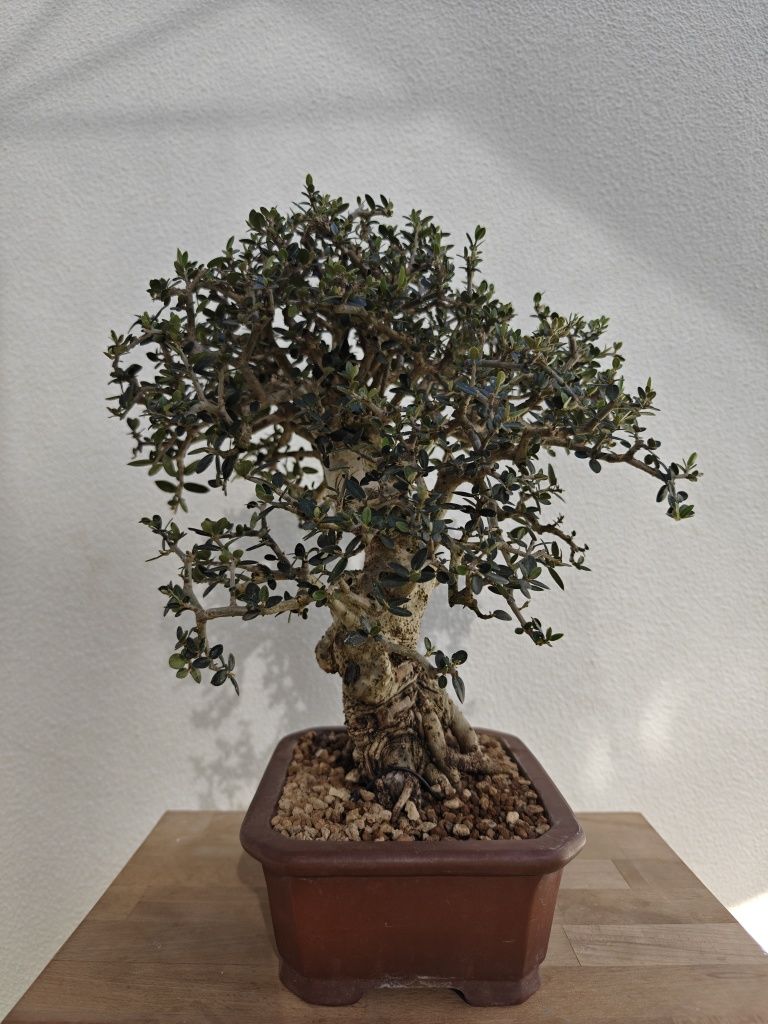 Bonsai de Oliveira 

- Espécie: Olea europaea 'sylvestris'
- Tamanho: