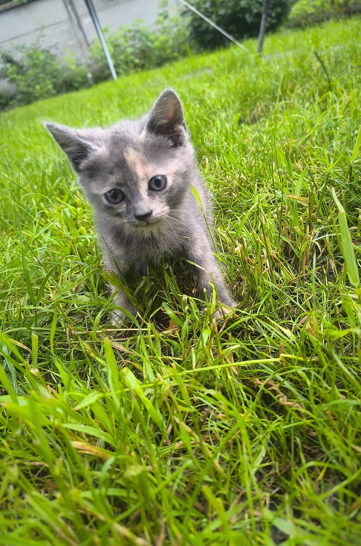 Кошенятка дівчатка, котики.