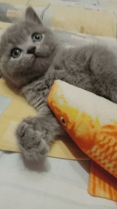 кошенята дівчинки