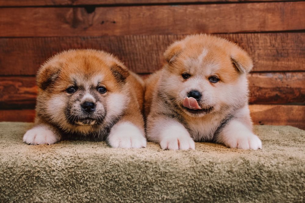 Акіта іну,  цуценята японської  акіти, Хатіко