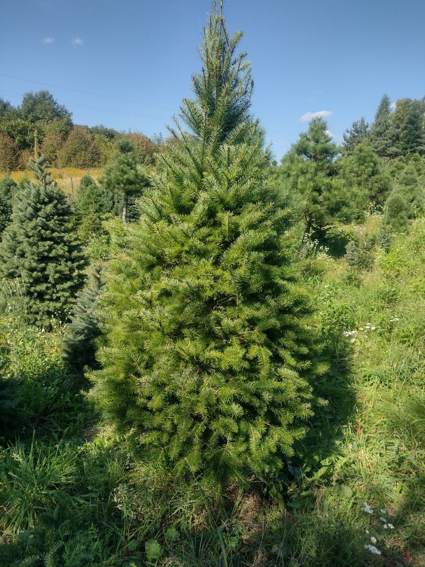 Piękne szkółkowane Świerki Sosny Jodły Daglezje Sosny z EKO plantacji