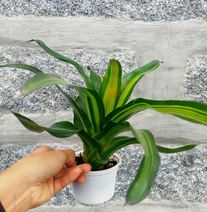 Planta Neoregelia Freddy