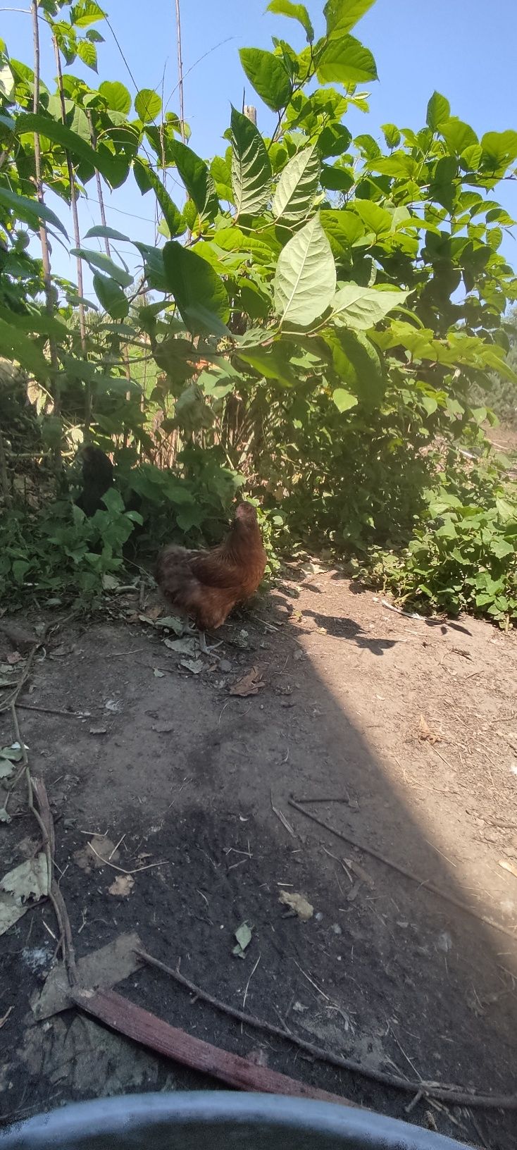 Sprzedam kury araucana