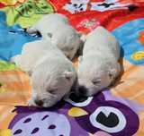 West Highland White Terrier - suczka