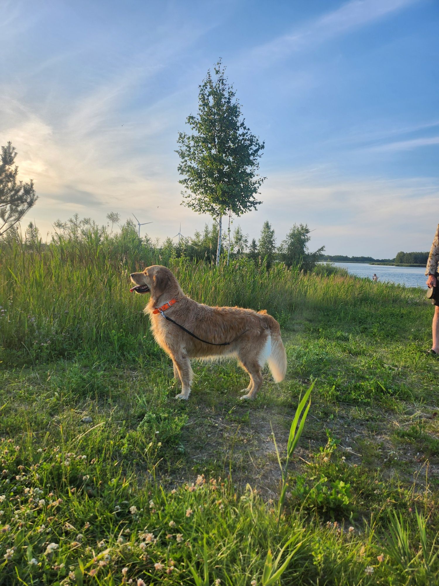 Golden retriever - zapowiedź miotu