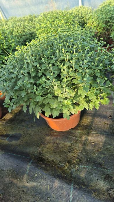 Мультифлора хризантема кущики