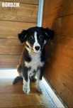 Border collie mix, szczeniak 4 miesięczny, adopcja za darmo oddam