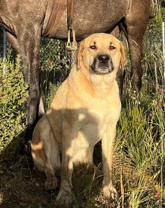 Cachorros porte muito grande.