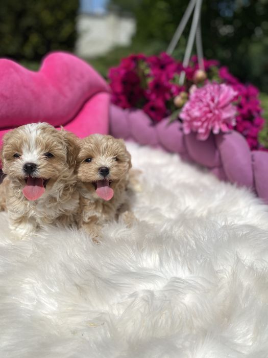 Маленькі мальтипу на вибір