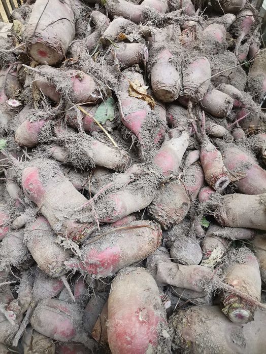 buraki pastewne (opasowe)