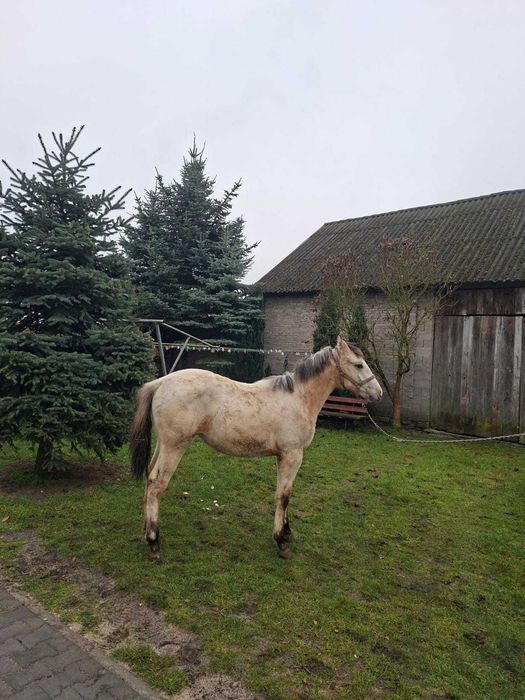 Sprzedam klaczkę po tarantach