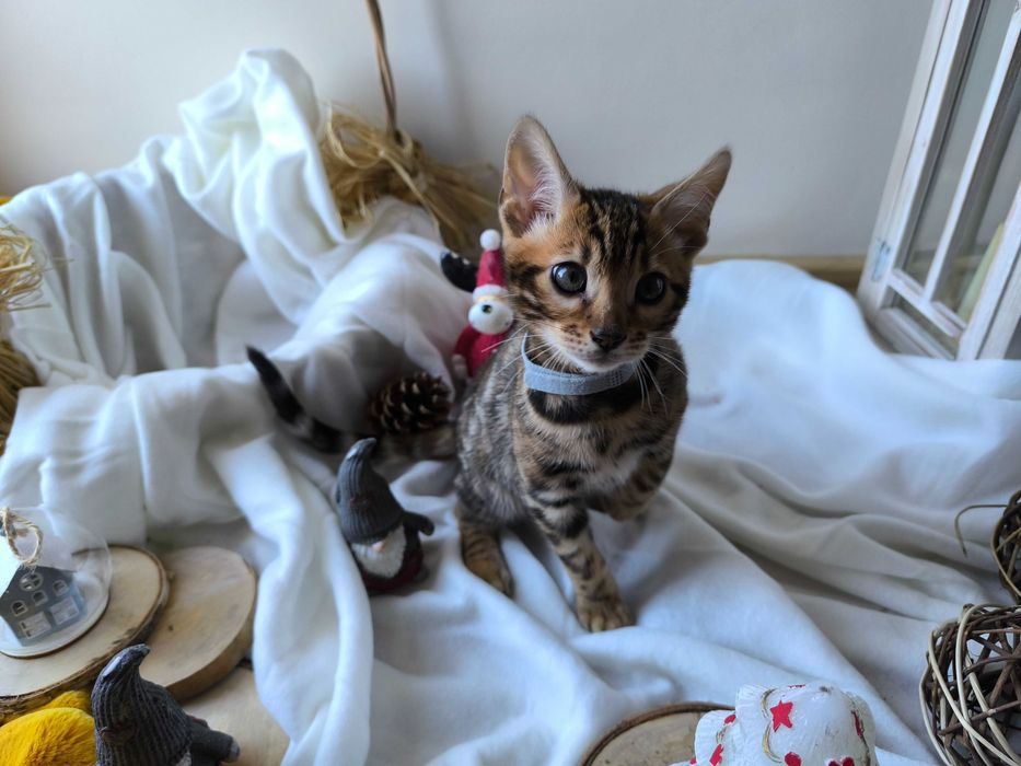 Kotka/Bengalski/Rodowód/FPL/FiFe/Gotowa do odbioru