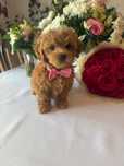Maltipoo  Suczka